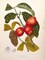 Rose Apple fruiting Poster Print by Madame Van Nooten - Item # VARPDXBVN32